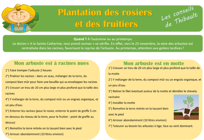 plantations rosiers fruitiers