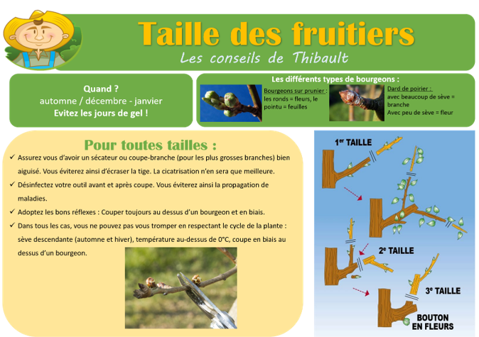 taille fruitier